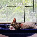 Cats Hammock