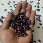 রাজমা (Kidney Beans)