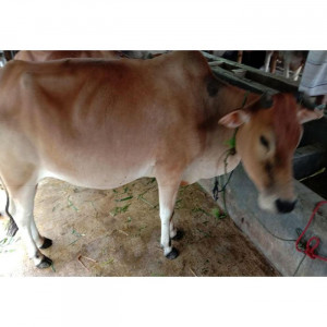 Cow for Qurbani iFL-LA038