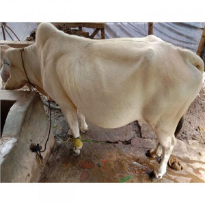 Cow for Qurbani iFL-LA041