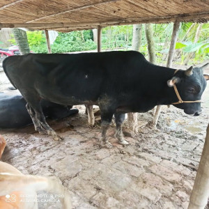 Cross Native Breed Cow (Bantu)- Token No-52