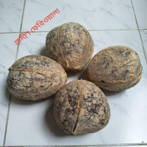 Coconut / নারিকেল