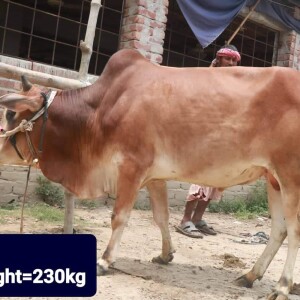Sabaah Agro Cow #02 230KG Red