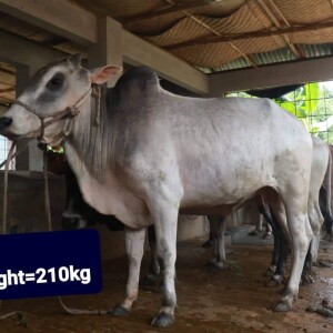 Sabaah Agro Cow #39 210KG White