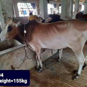Sabaah Agro Cow #04 155KG Brown