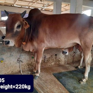 Sabaah Agro Cow #05 220KG Red