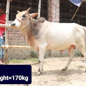 Sabaah Agro Cow #12 170KG White