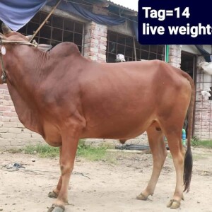 Sabaah Agro Cow #14 210KG Red