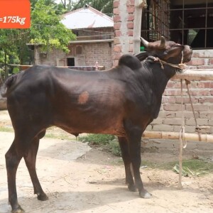 Sabaah Agro Cow #18 175KG Black