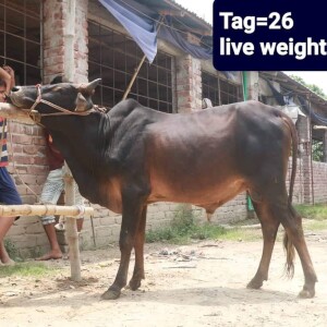 Sabaah Agro Cow #26 150KG Black
