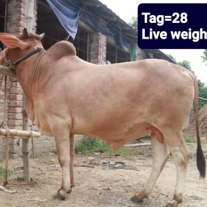 Sabaah Agro Cow #28 210KG Brown
