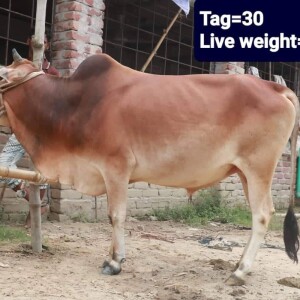 Sabaah Agro Cow #30 205KG Red