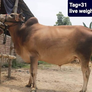 Sabaah Agro Cow #31 200KG Brown