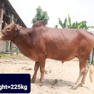 Sabaah Agro Cow #32 225KG Red