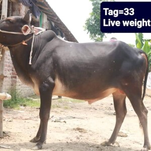 Sabaah Agro Cow #33 185KG Black