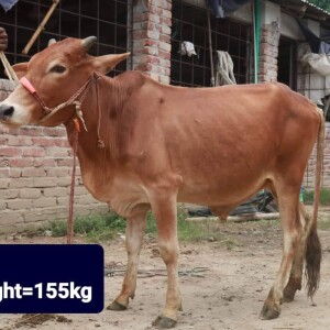 Sabaah Agro Cow #34 155KG Red