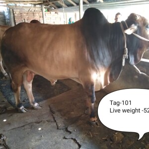 Sabaah Agro Cow #101 520KG Red and Black