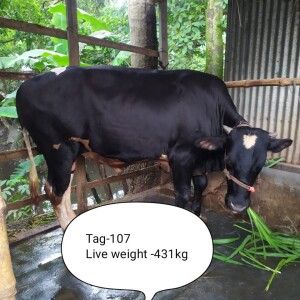 Sabaah Agro Cow #107 431KG Black