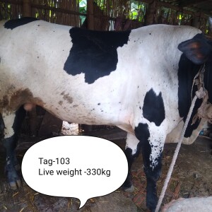 Sabaah Agro Cow #103 330KG Black and White