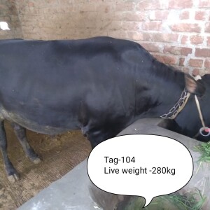 Sabaah Agro Cow #104 280KG Black